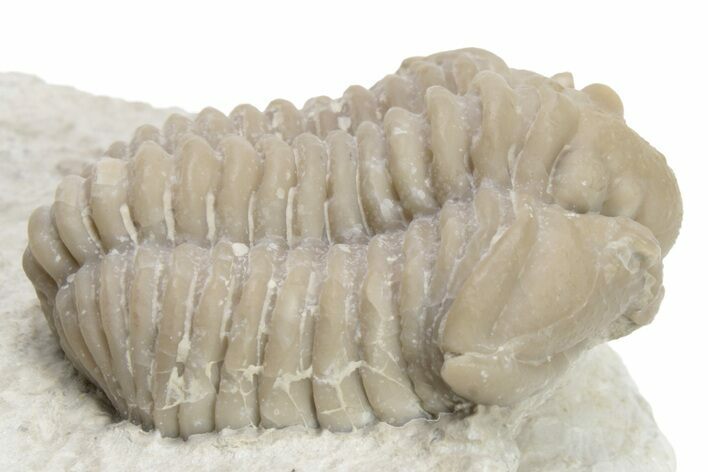 Silurian Trilobite (Calymene Clavicula) Fossil - Oklahoma #224948